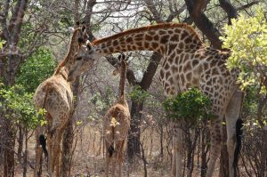 媽媽手治療的重要性及有效方法探討